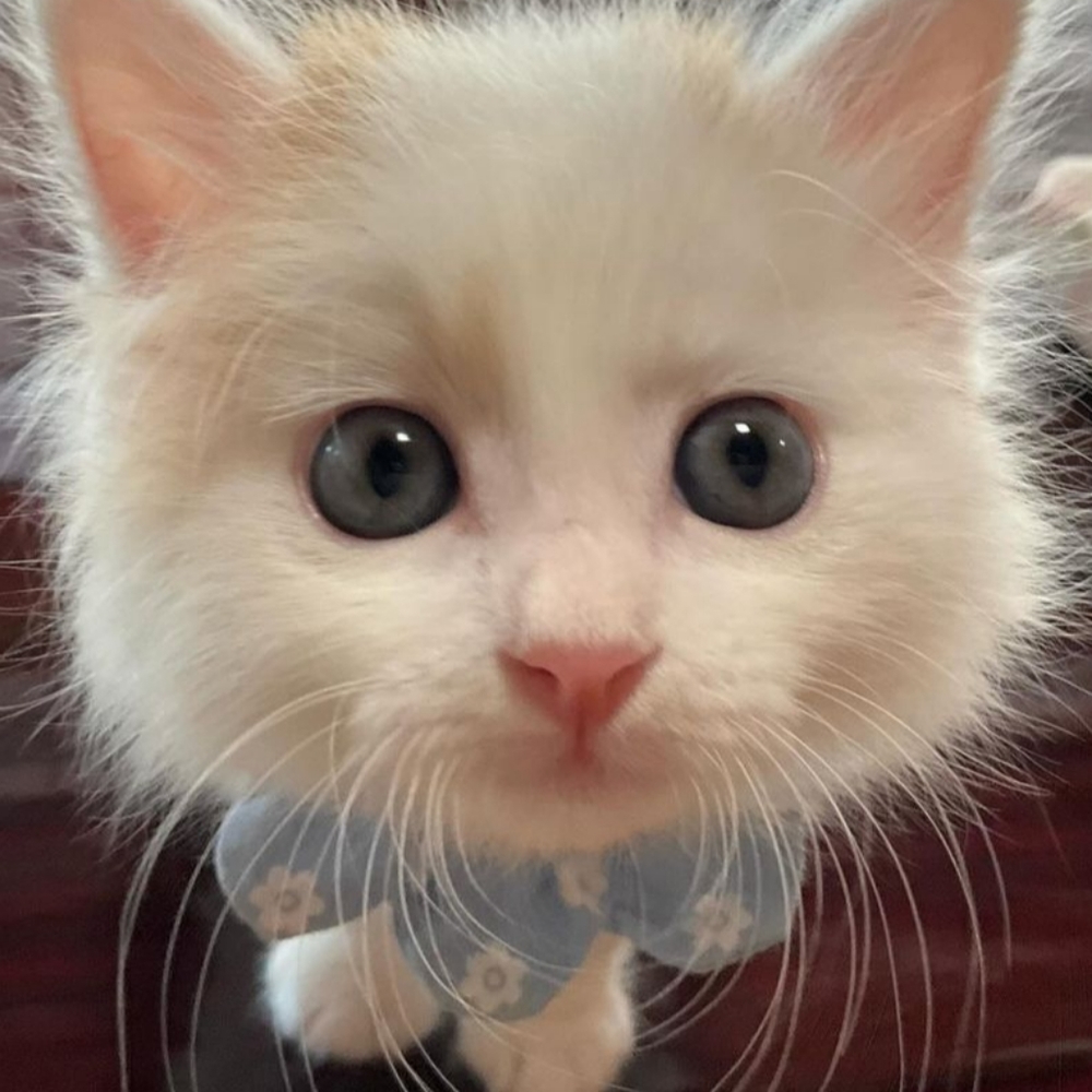 Meet your Posher, Forrest